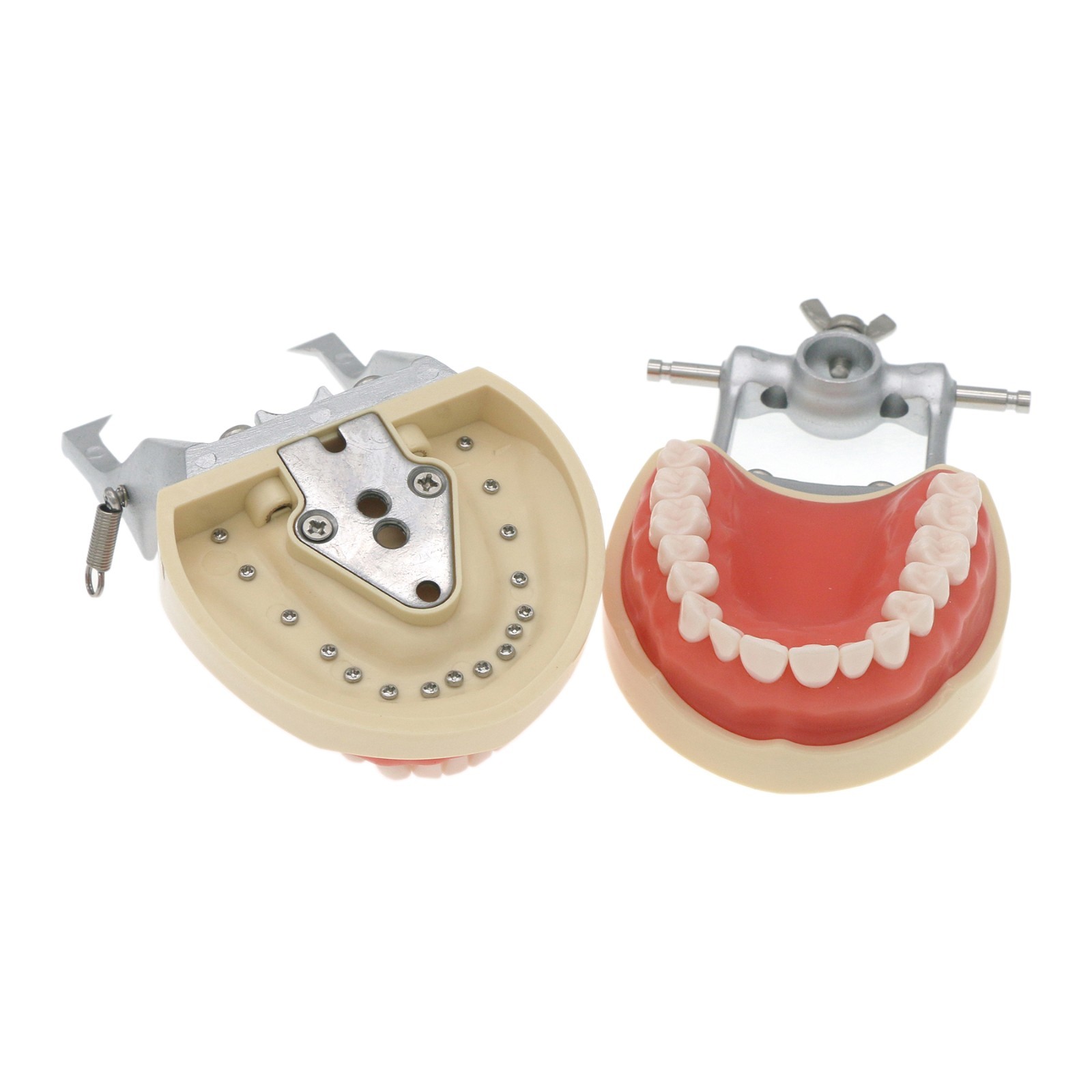 US Dental Typodont Model with 32pcs Removable Teeth fit Kilgore NISSIN 200 Type
