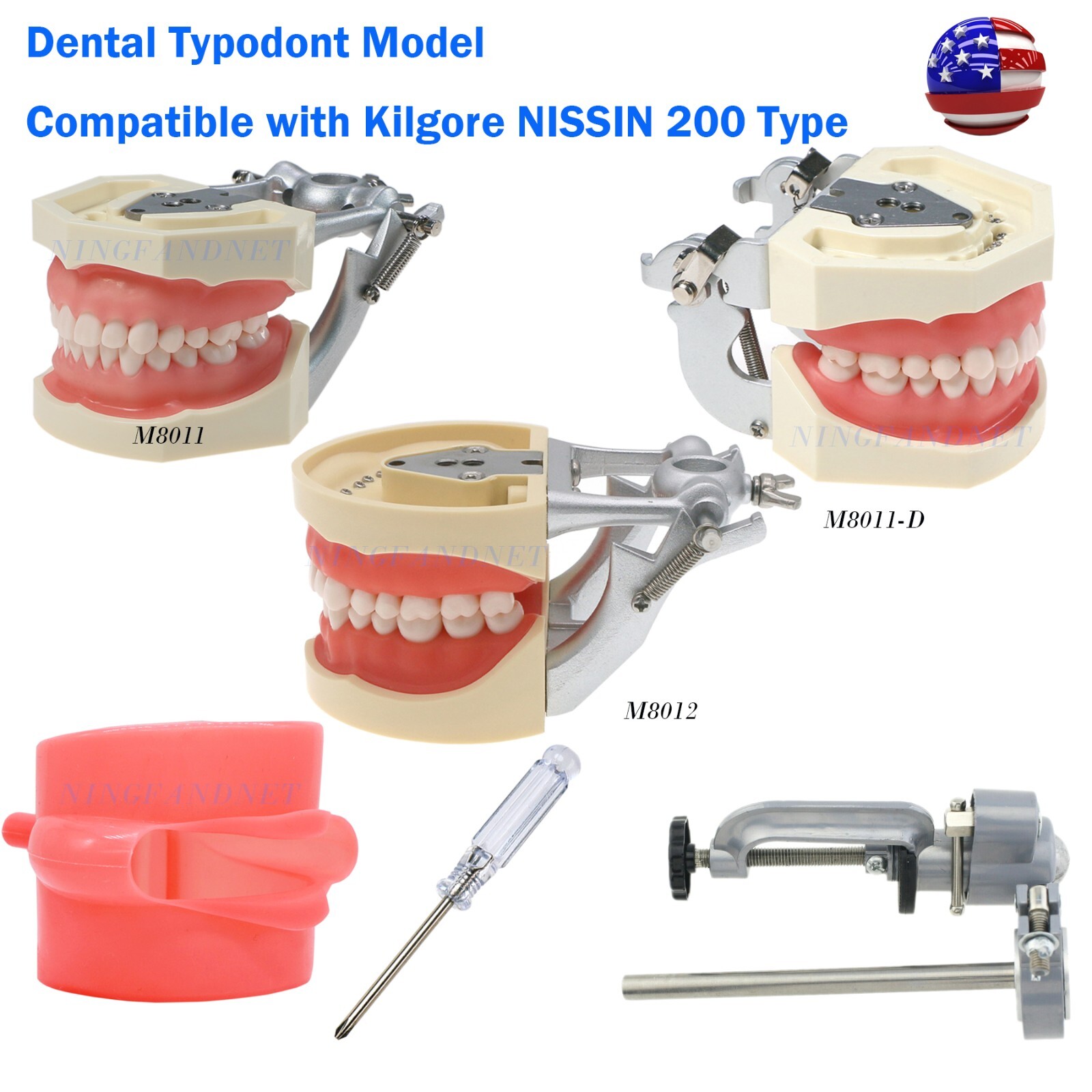 US Dental Typodont Study Detachable Model With Simulated Cheek And Mounting Pole