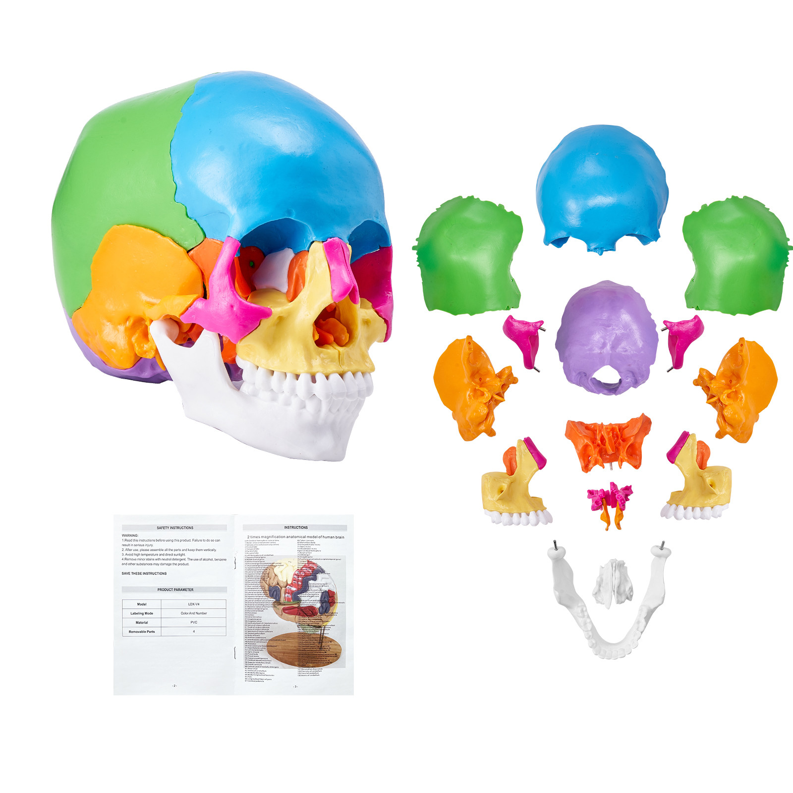 VEVOR Human Skull Model Anatomical Skull Model 22 Parts 1:1 Colored Skeleton