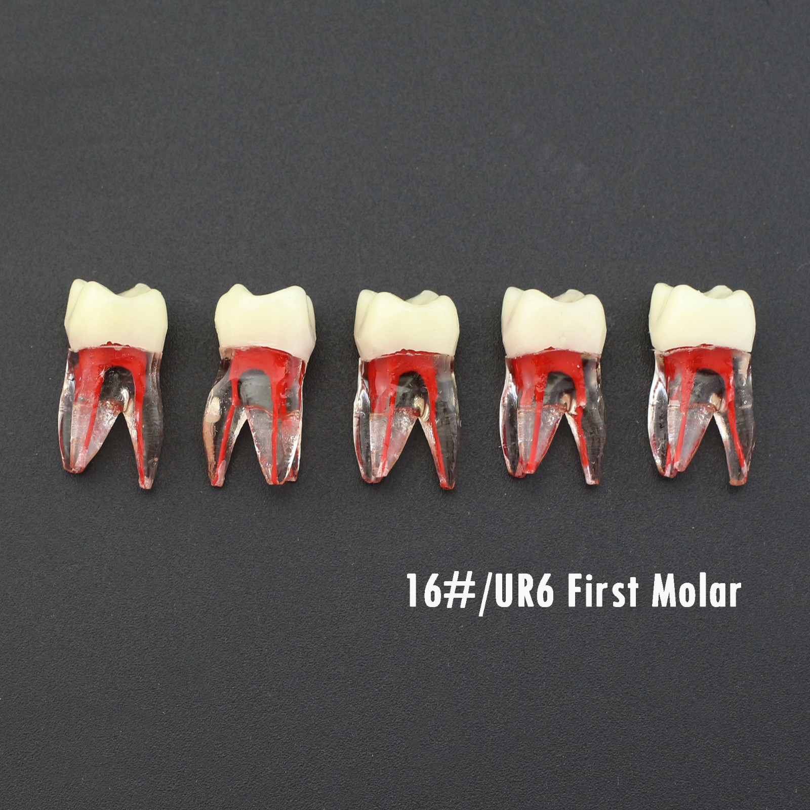 Dental Endo Root Canal Teeth Study Practice Model Fit for Kilgore Nissin