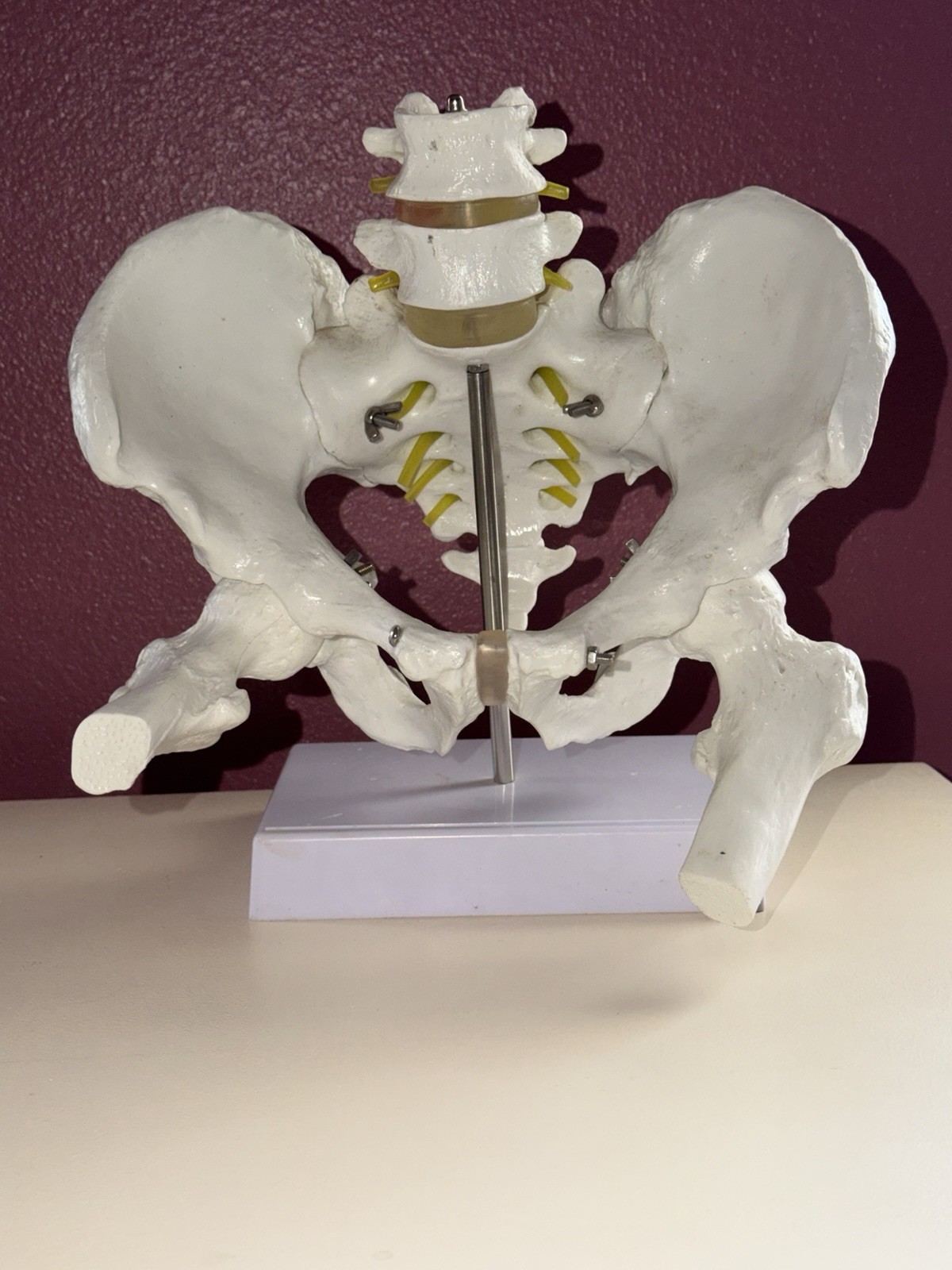 1:1 Pelvis Lower Back Medical Education Model
