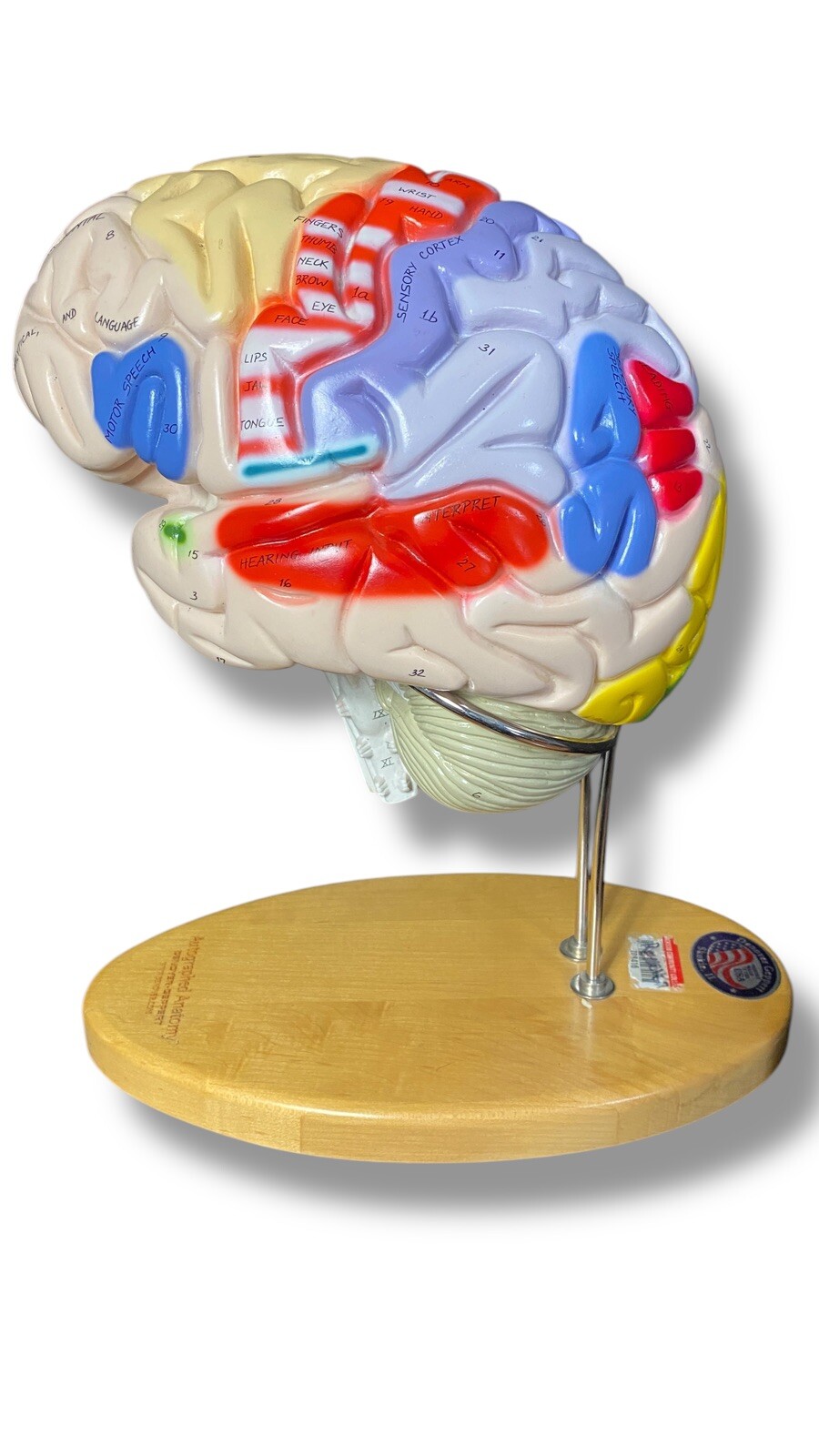 Denoyer Geppert Anatomical Model Anatomy Giant Functional Center Brain With Key