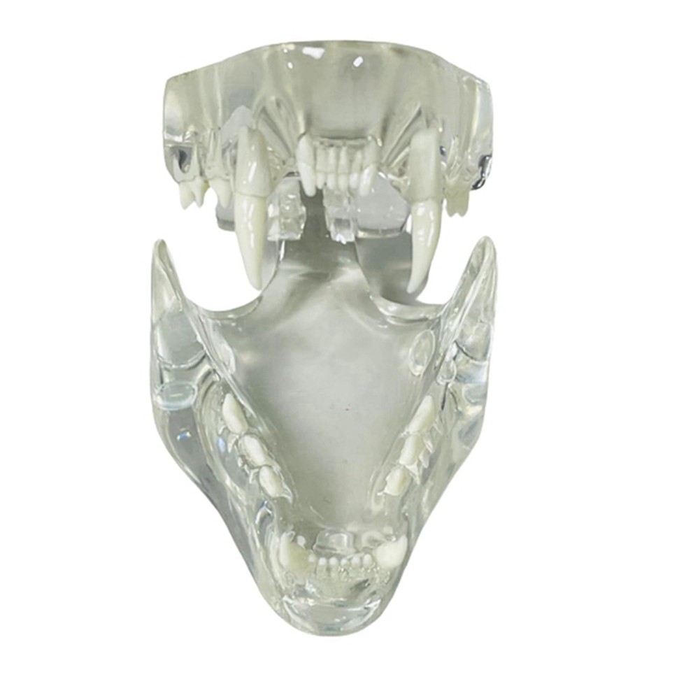 Transparent Teeth Anatomical Model Dental Animals Oral Tooth Jaw for9633