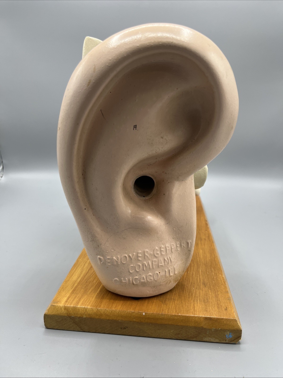 Denoyer Geppert Large Ear Anatomical Teaching Model Vintage