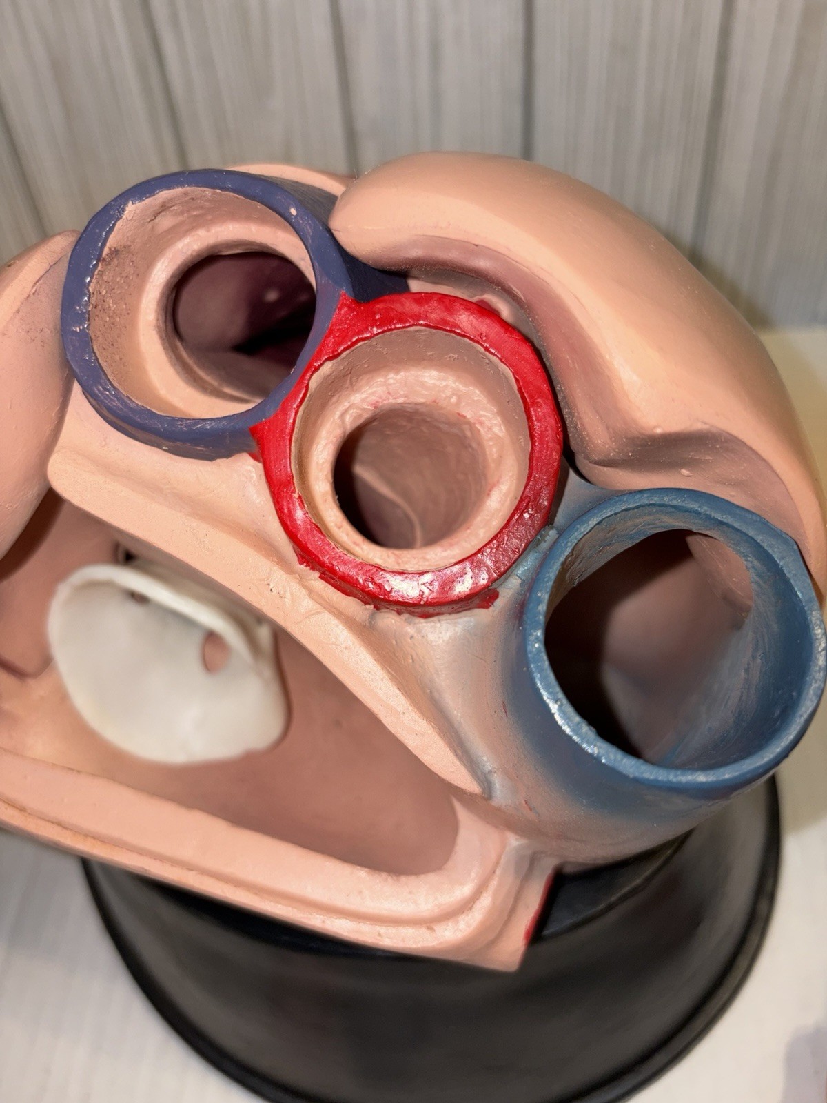 Dissectible Human Anatomical Jumbo Heart Model 7 Piece + Base Teaching Model