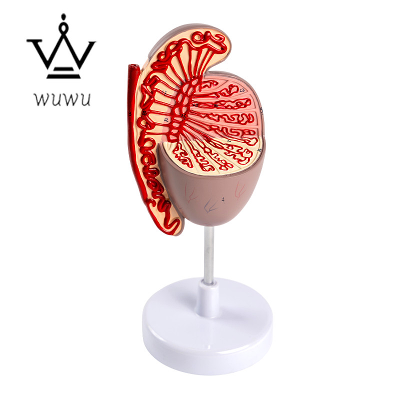 Urology Teaching Testicular Model Male Reproductive Organ Anatomical Model