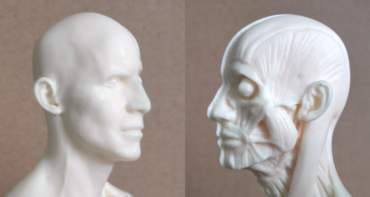 30cm Human Skeleton Anatomical Model Male Anatomy Skull Muscle Bone White