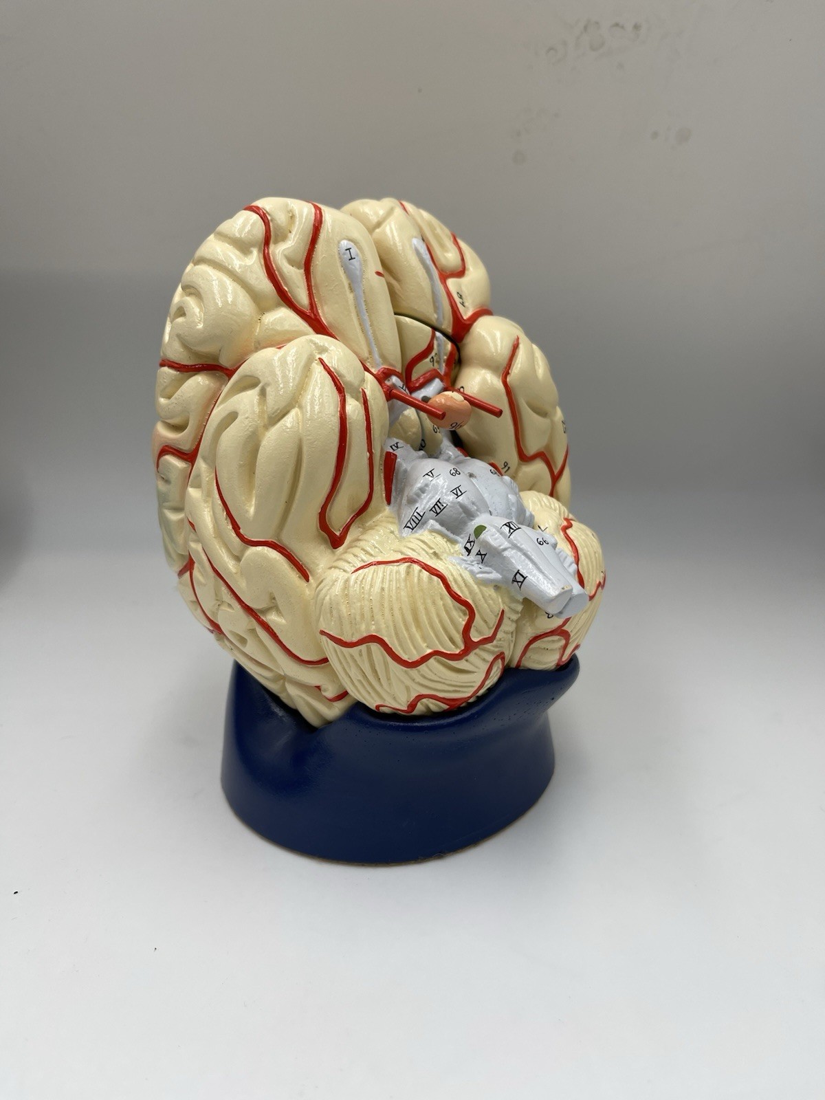 Denoyer Geppert 0178-00 Deluxe 8 Part Life Size Brain with Arteries