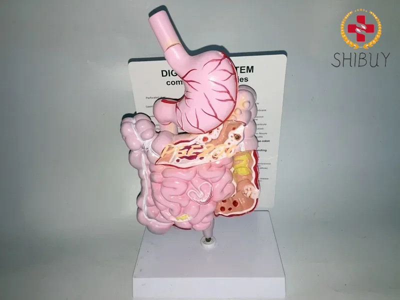 Adult Human Digestive System Large Intestine Model Duodenal Visceral Model