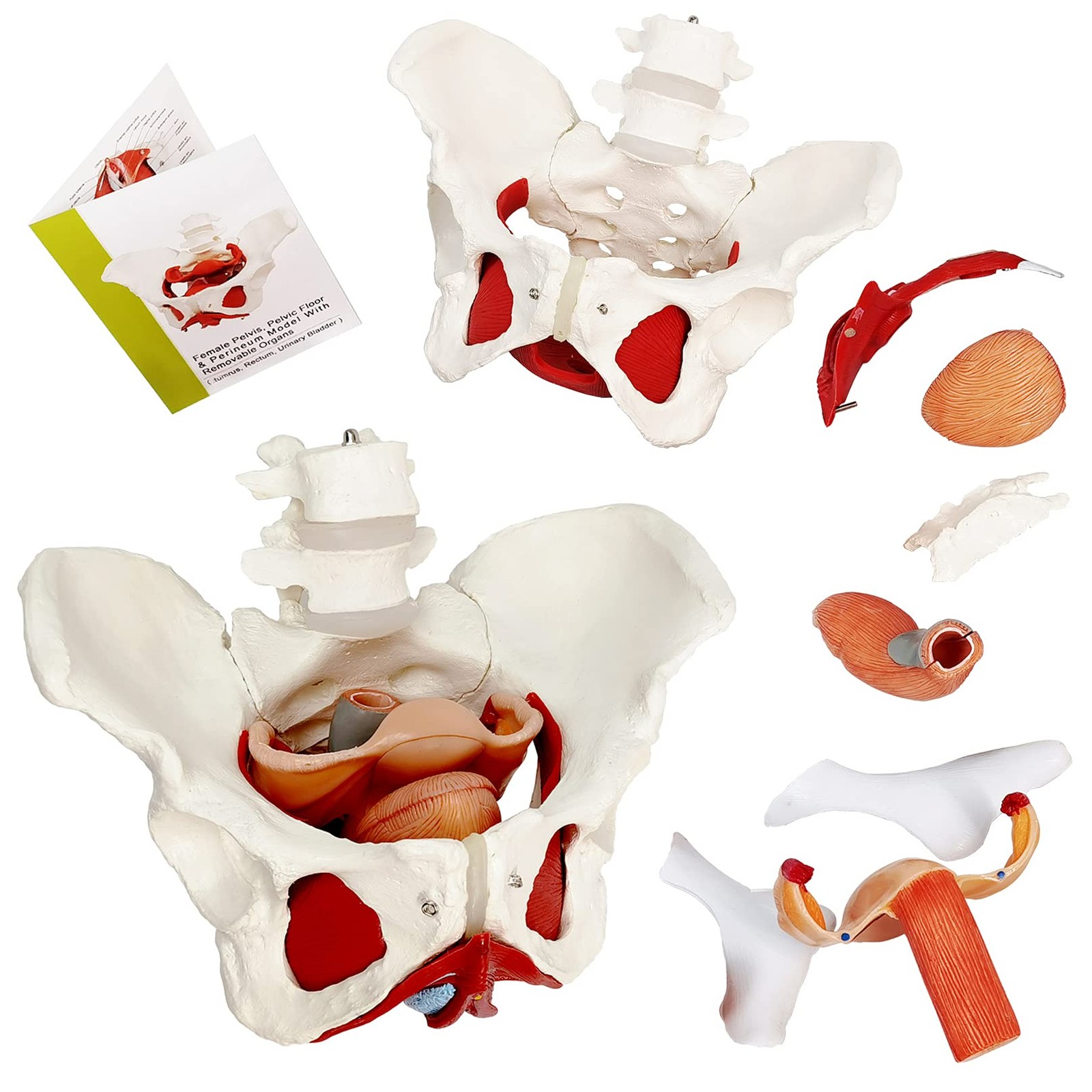 Female Pelvis and Perineum Model with Removable Organs,Magnetic Mounting,Hand…