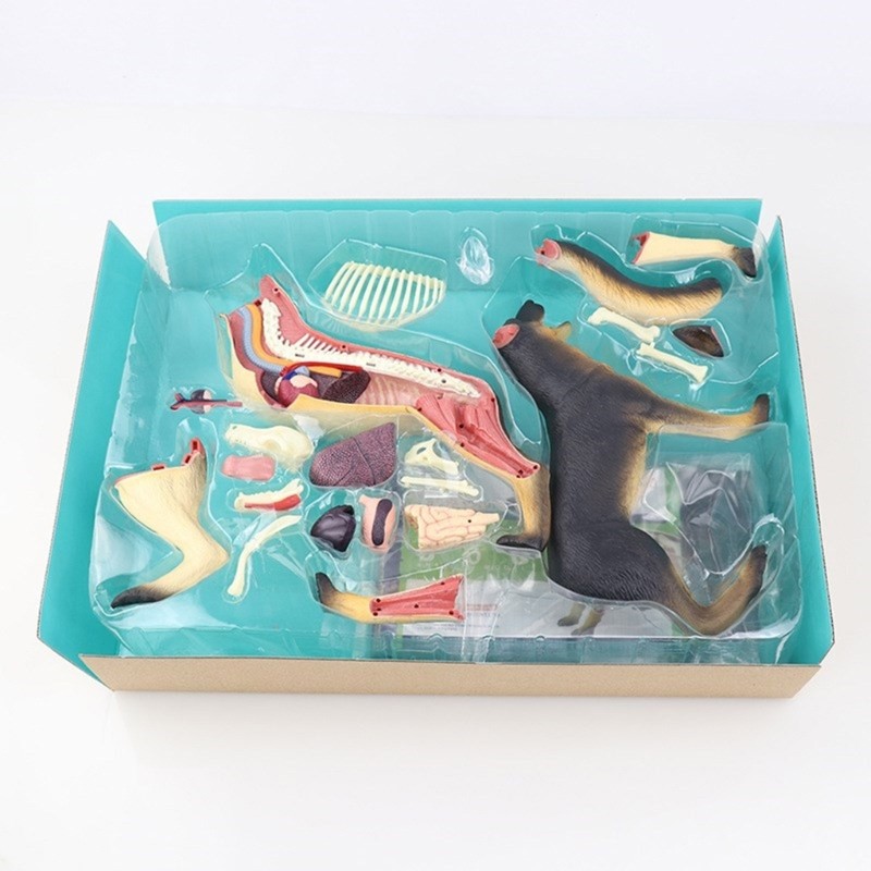Realistic Dog Organ Anatomy Model Educational Model with Detachable Parts
