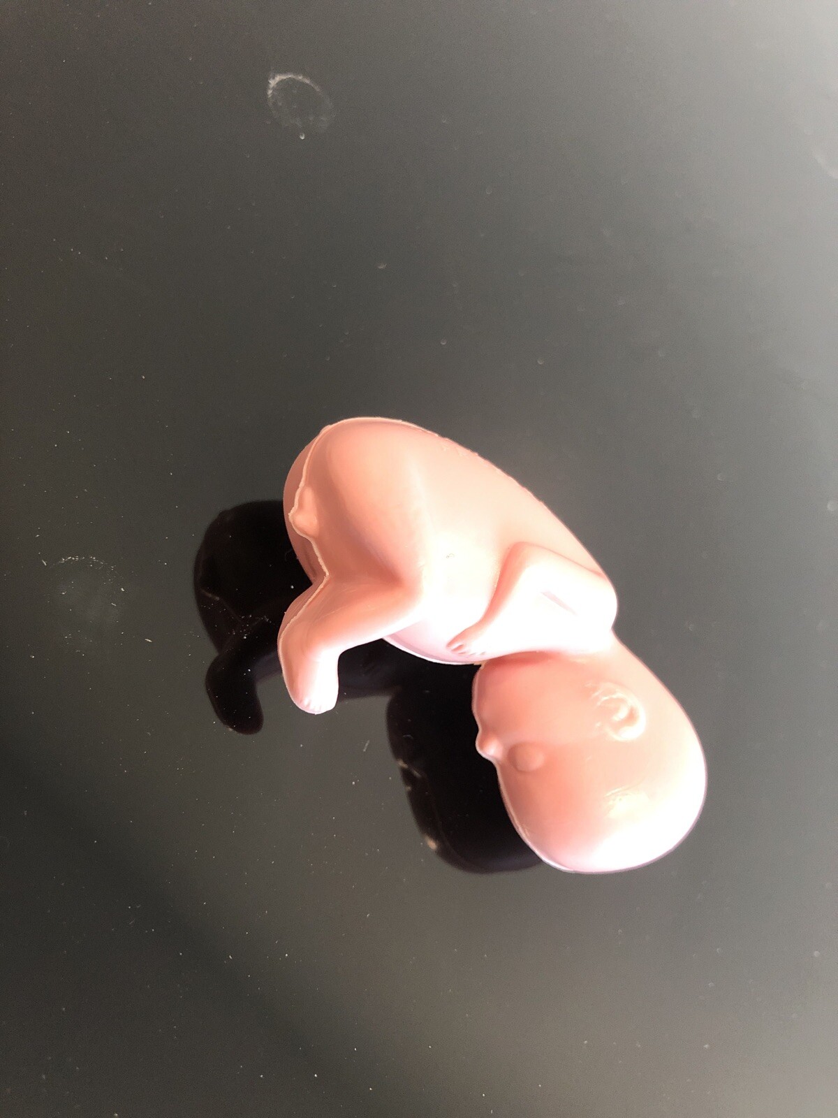 Vintage 11-12 Week Fetus Baby Anatomical Model Actual Size with Card Fetal