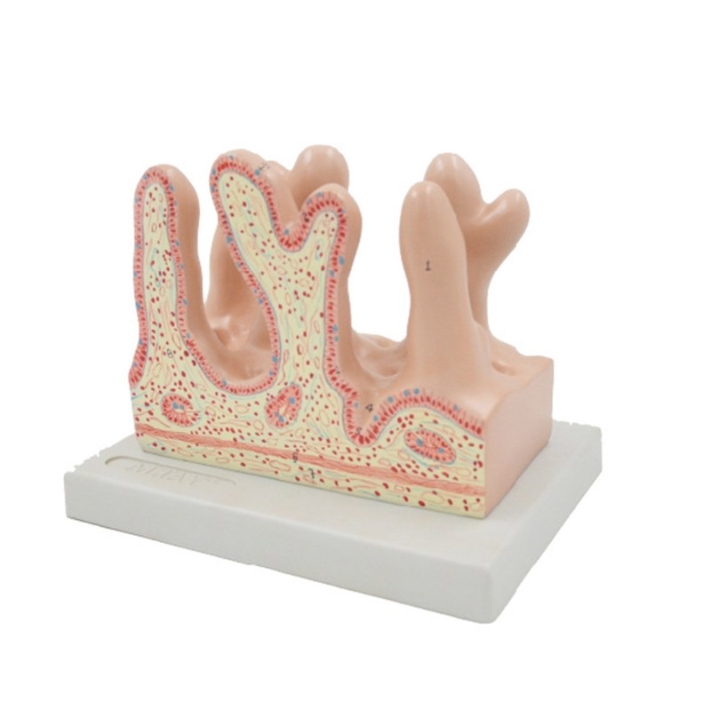 Human Intestinal Villus Anatomy Model Large Intestine Villus Anatomy Model