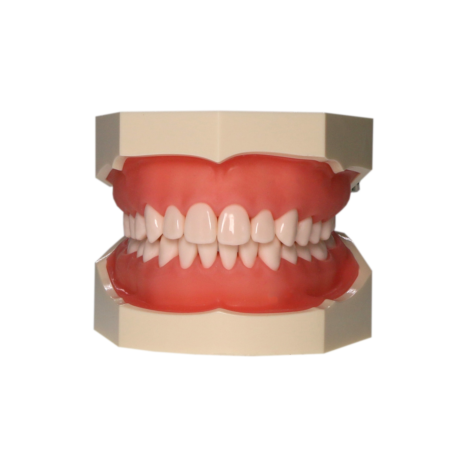 28Pcs Teeth Dental Typodont Teeth Model Kilgore NISSIN 200 Type Short Support