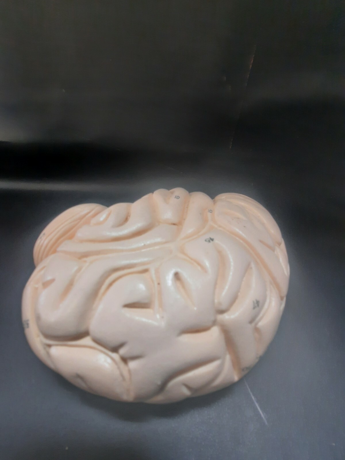 Denoyer Geppert Half Human Brain Anatomical Model 2 Part Sections