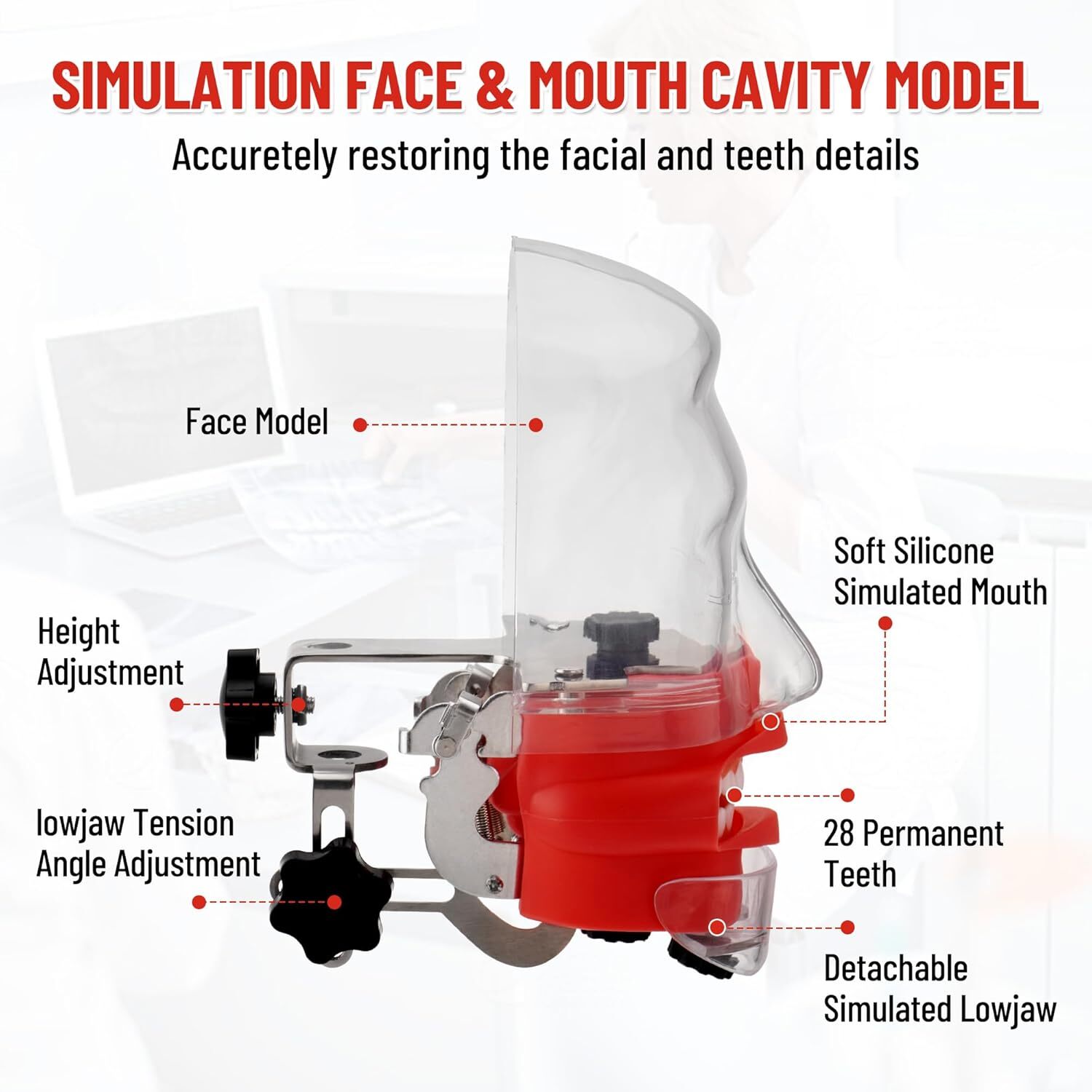 Dental Simulator Mannequin Head Typodont Teeth Model Phantom Dexter Head Teeth