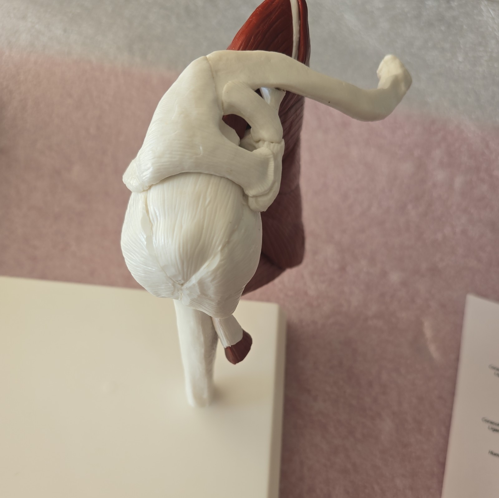 Life Size Human Shoulder Joint Model with Muscles and Ligaments Anatomic Model