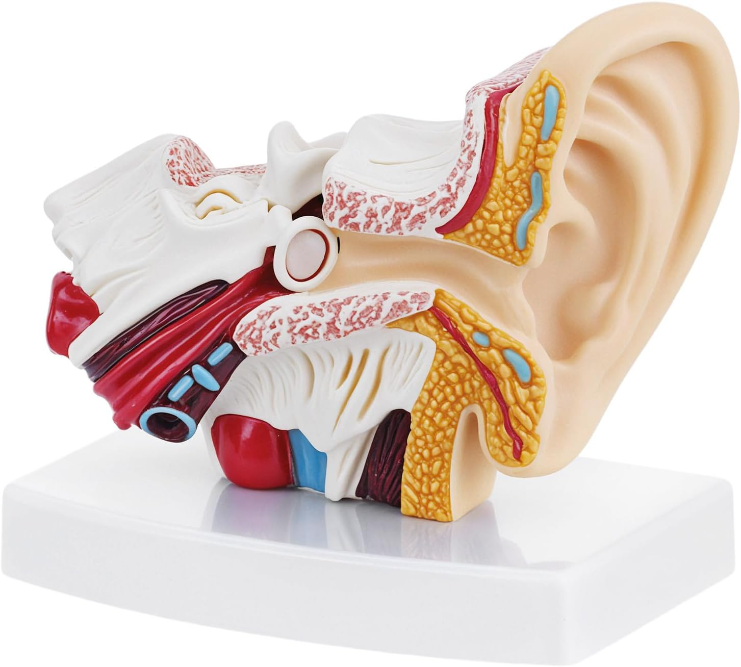 1.5X Enlarged Human Ear Anatomy Model PVC with Base Detailed Inner Ear Display