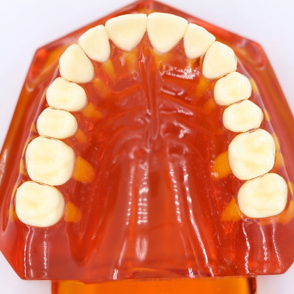 Dental Plastic Study Teeth Model Standard model red Transparent 7002 BOMAOER