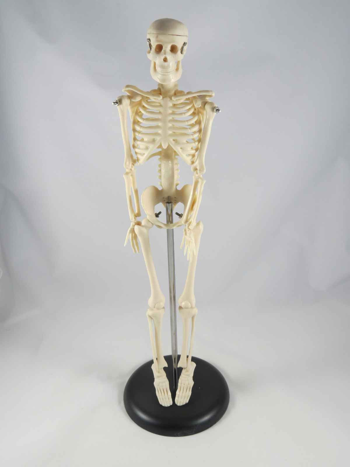 Anatomy Model | Miniature Skeleton | 42 cm / 17 » | IT-005 | ARTMED