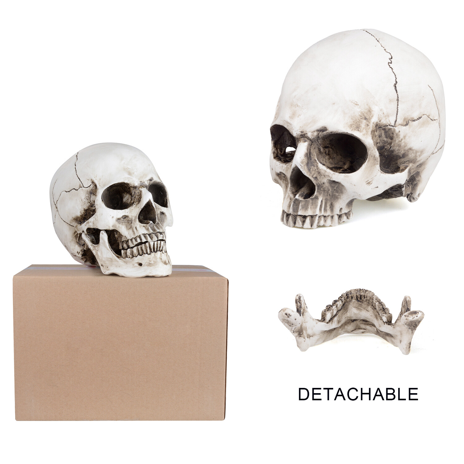 1:1 Retro HumanSkull Replica Resin Anatomical Model Removable Jaw/Chin Realistic