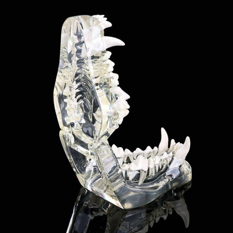 Dog Teeth pet dental model Transparent Anatomical Veterinary Canine Teaching