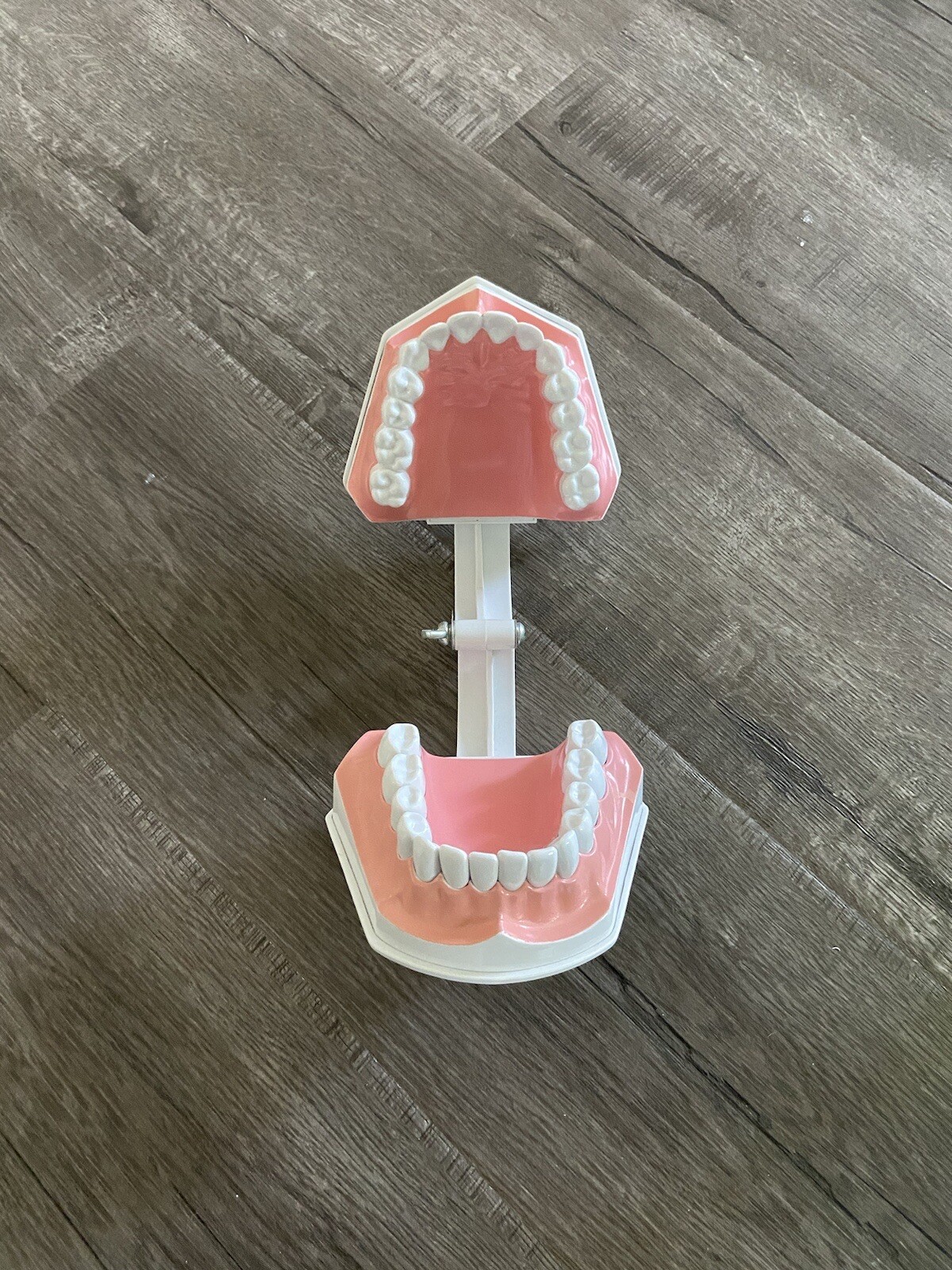 Colgate Large Teeth Typodont – Educational Model