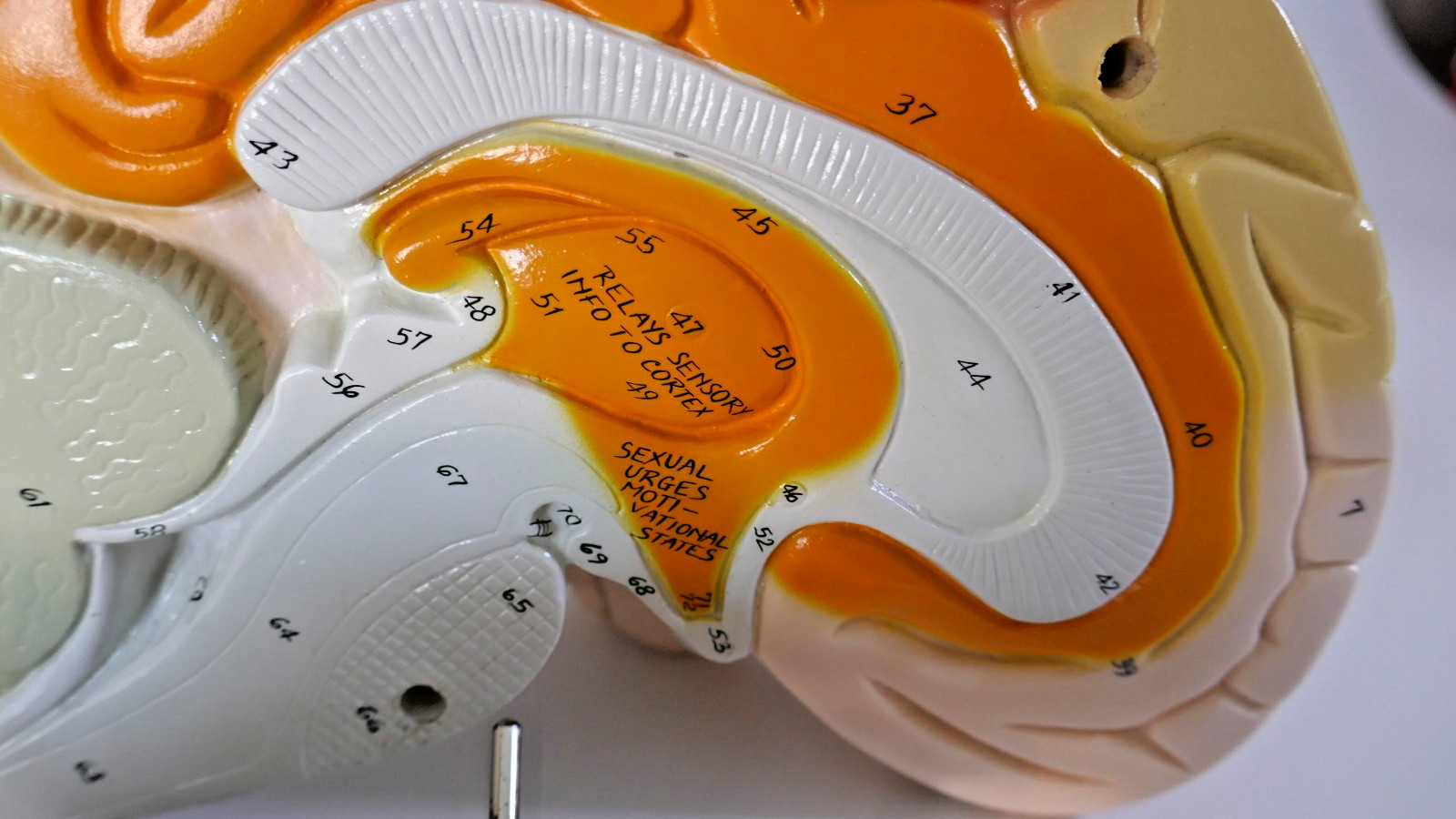 Denoyer-Geppert Brain Anatomical Model Medical Teaching – Numbers & function