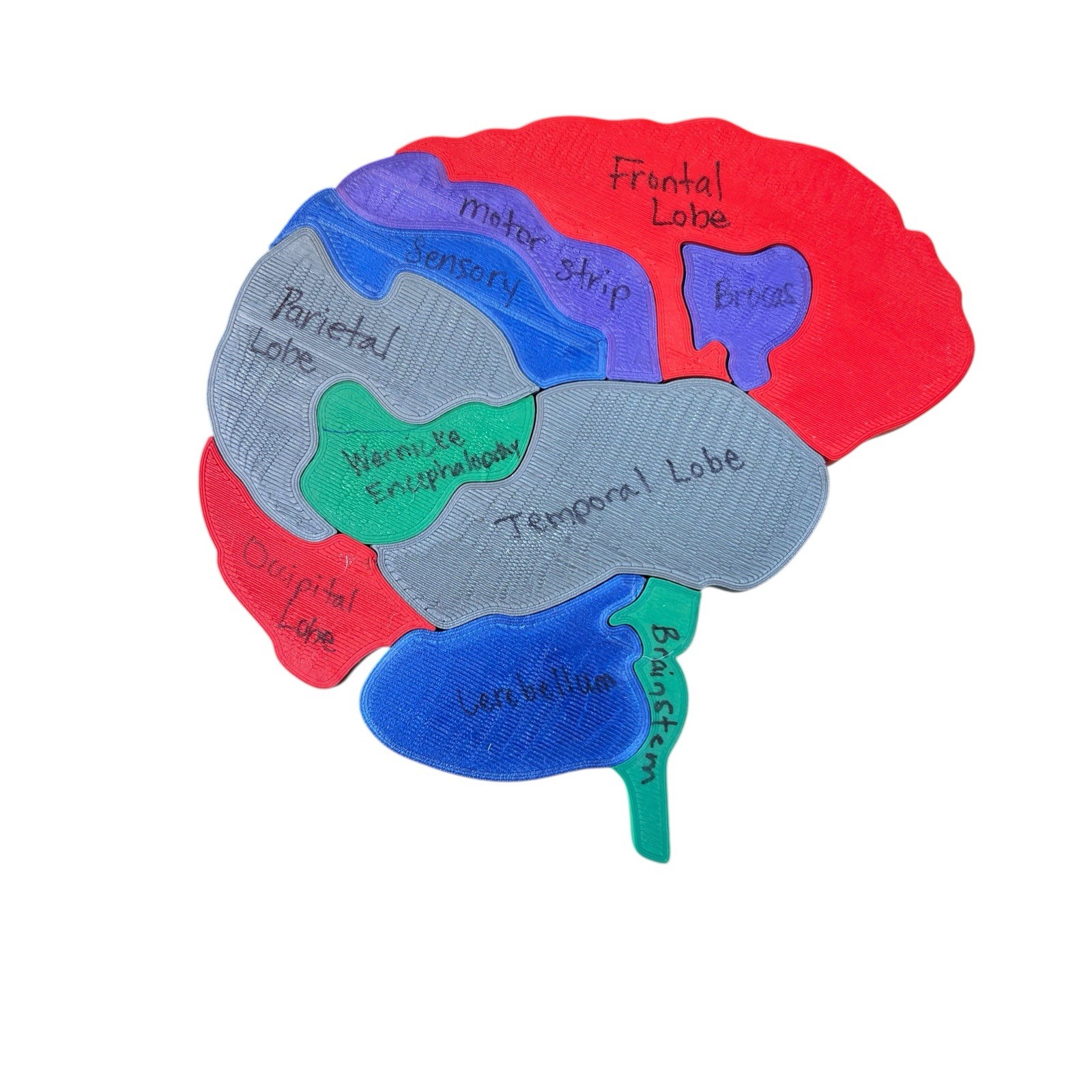 PVC Human Brain Model 3D Puzzle Labeled Functional Anatomy Psychology Medical