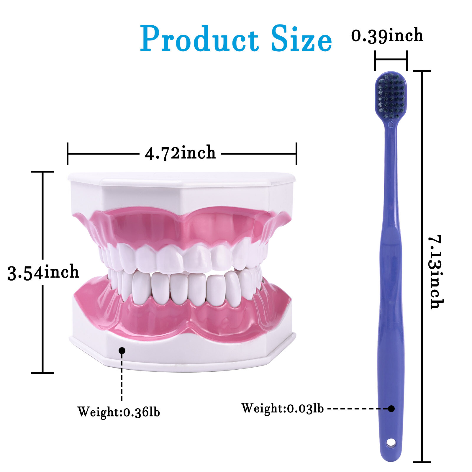 2Pcs Dental Study Model Colgate 2Times Large With Removable Adult Teeth Model