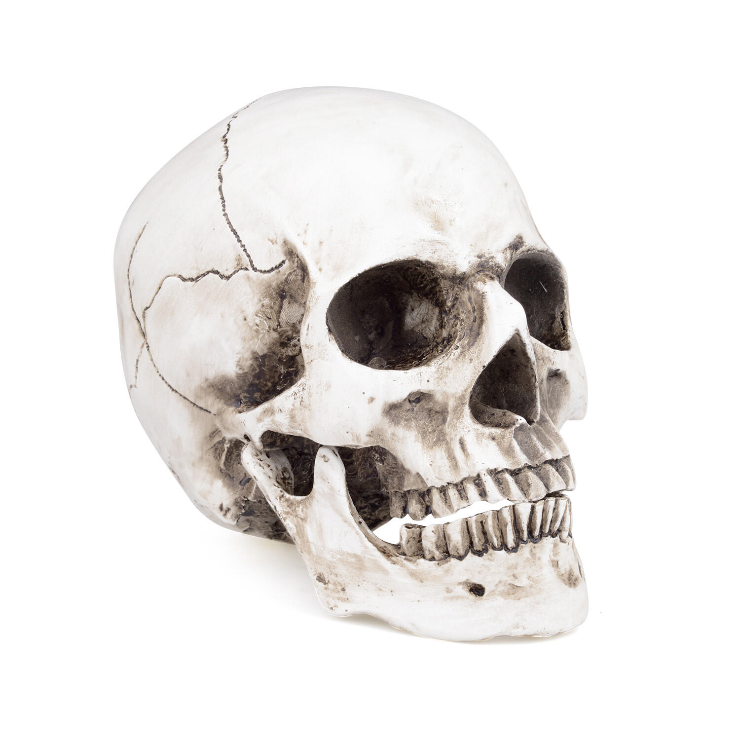 1:1 Retro HumanSkull Replica Resin Anatomical Model Removable Jaw/Chin Realistic