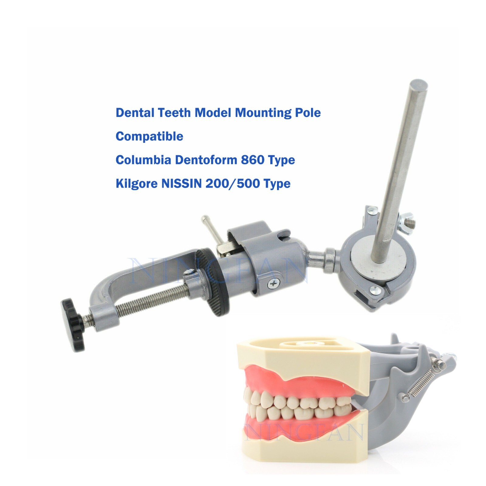 US Dental Typodont Model With Mounting Pole Fit Kilgore Nissin 200 Columbia Type