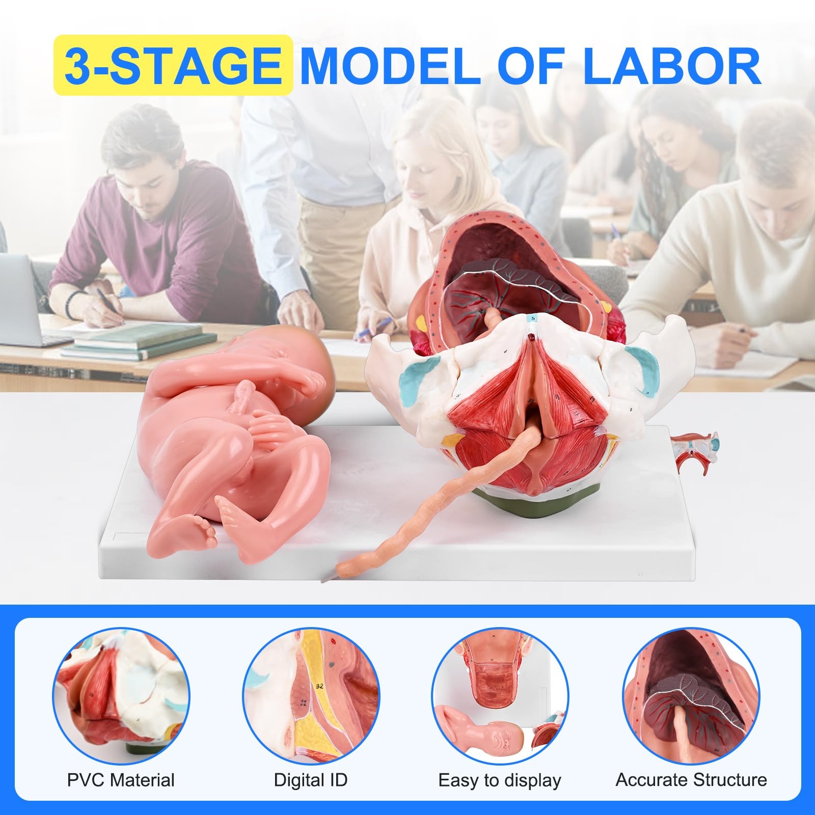 3Stage Childbirth Process Anatomical Model, Delivery Model Simulator Display …