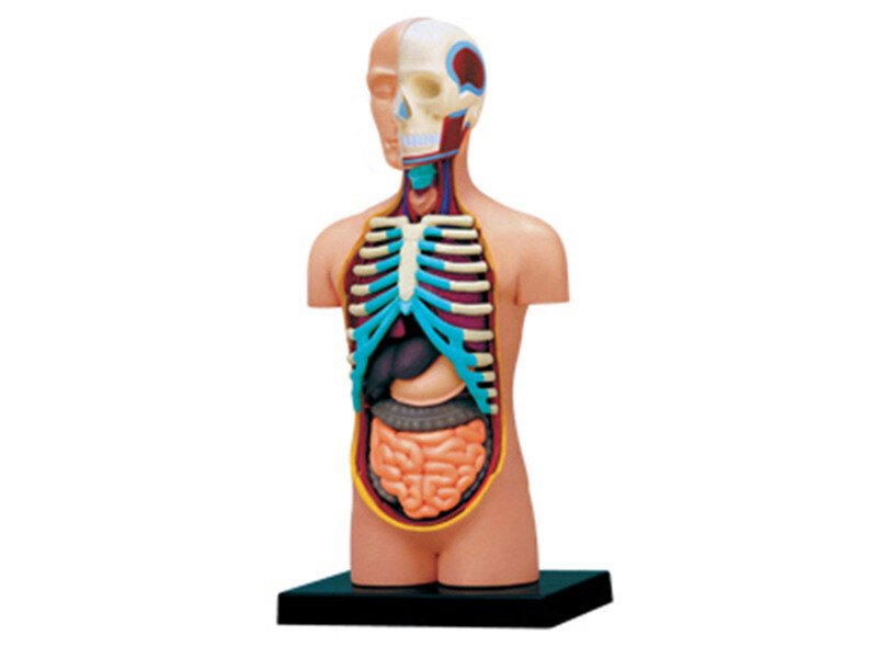 Puzzle Toys Detachable Human Organ Anatomy Science And Education Model Teaching