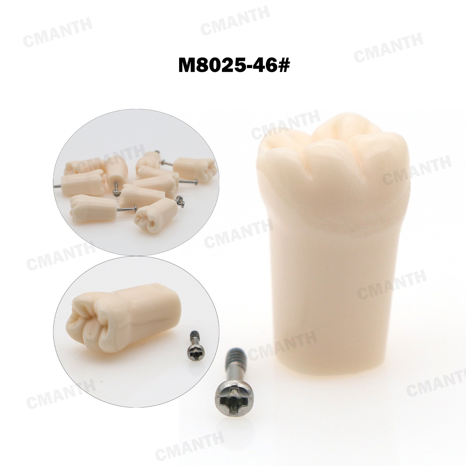 Screw-in Dental Teeth Typodont Model Replacement Fit Kilgore NISSIN 200/500 Type