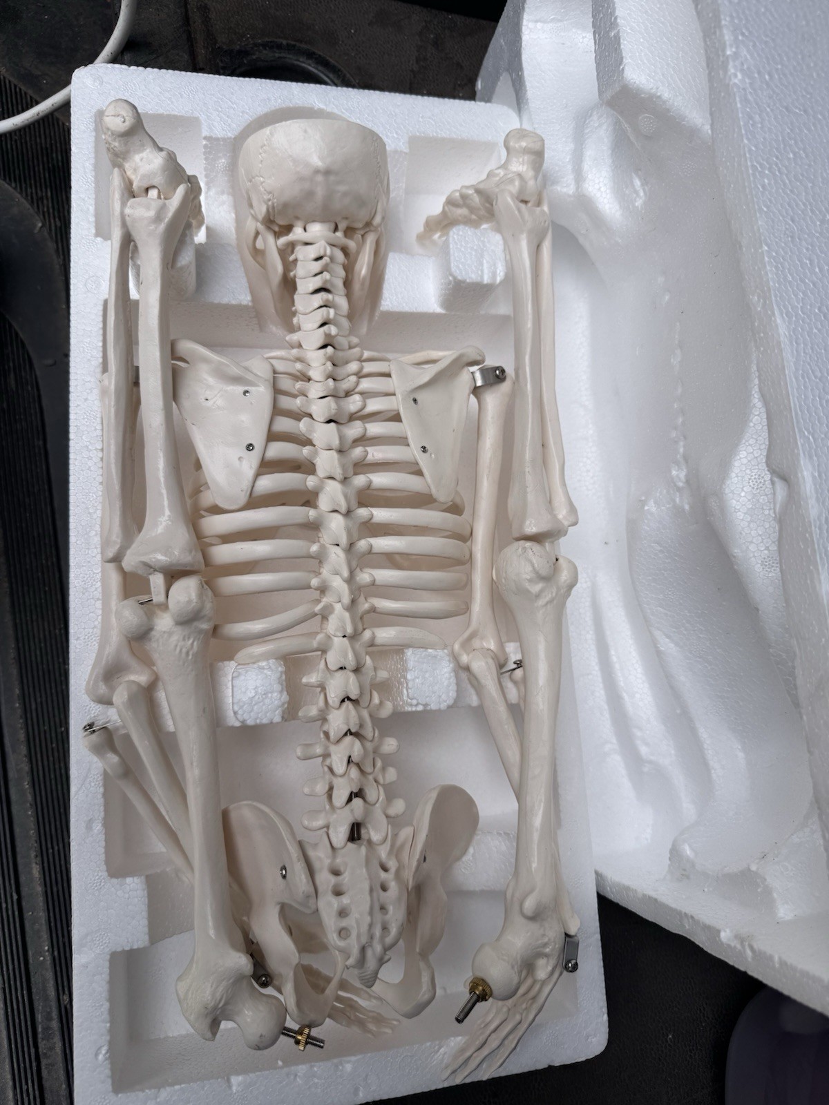 Human Skeleton Model Medical Anatomical Skeleton Life Size Anatomy Teaching