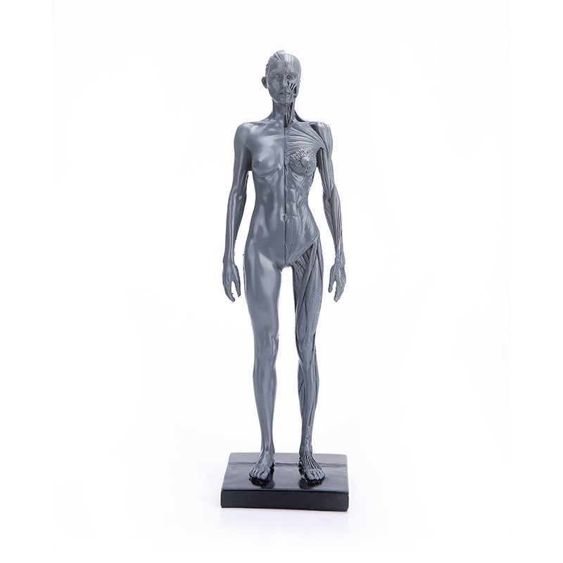 30cm Human Skeleton Anatomical Model Male＆Female Anatomy Skull Muscle Bone US