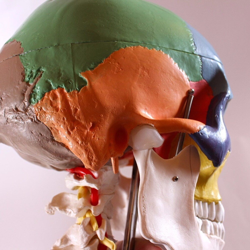 Human Anatomy Skeleton Anatomical Model with Colored Bones Cervical Vertebra US