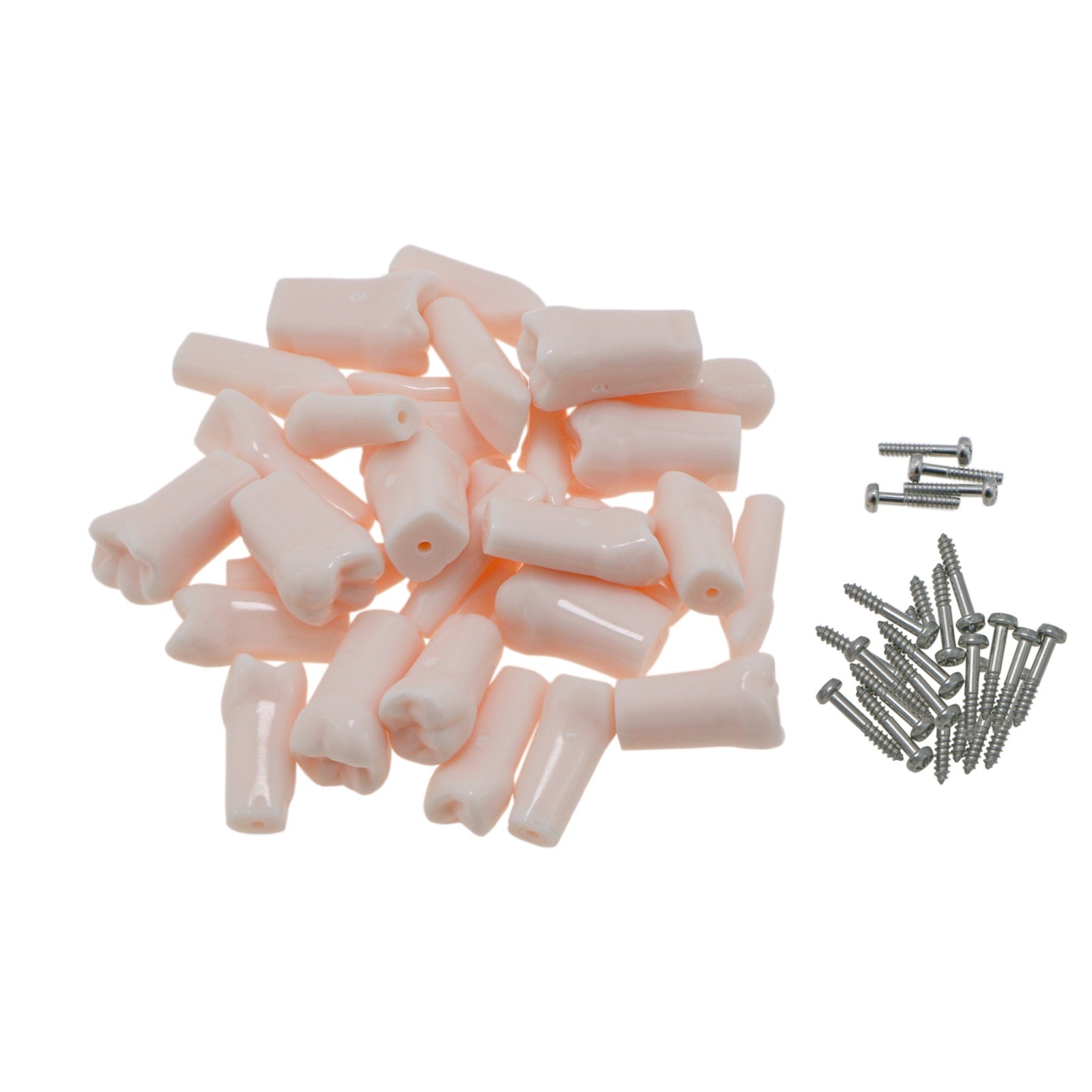 US Dental Typodont Model with 32pcs Removable Teeth fit Kilgore NISSIN 200 Type
