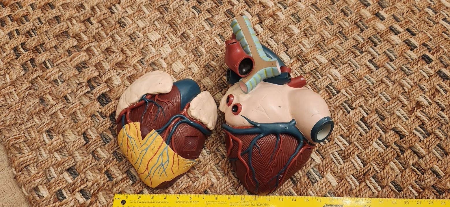 Heart Diaphragm Model Frey Scientific Anatomy Vintage 15×12 Hand Painted
