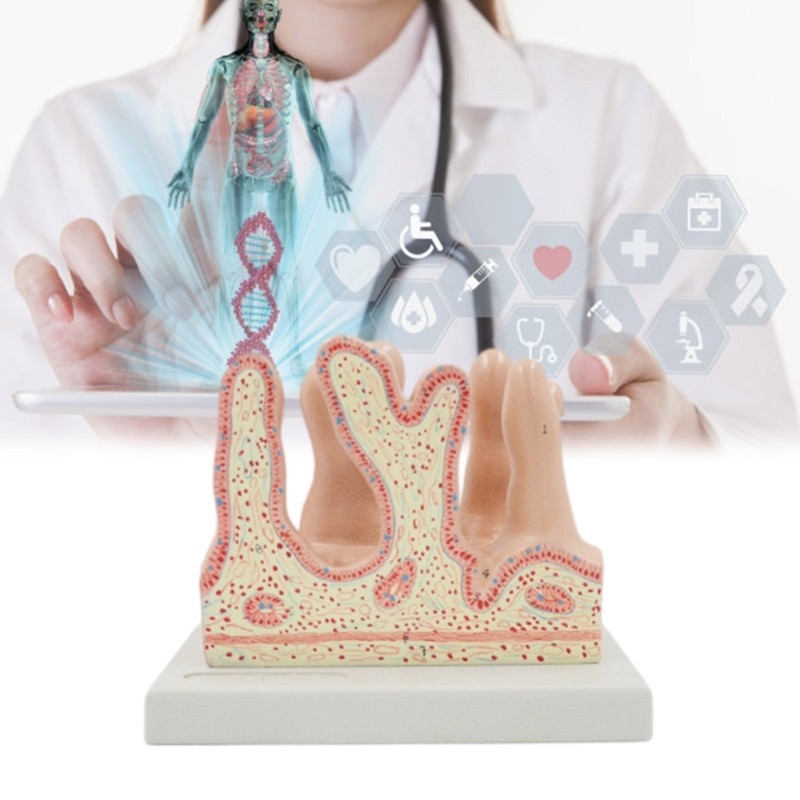 Anatomical Large Intestine Villus Model, Digestive System Model for Hospital
