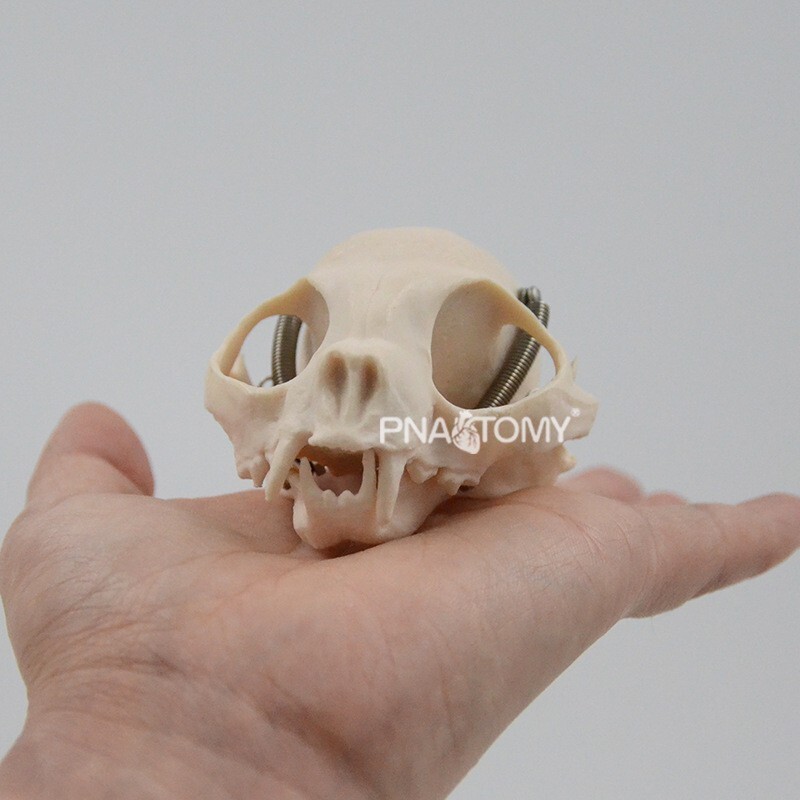 1:1 Animal Anatomy Model Simulation Canine Cat Skull Teeth Model Pet Anatomy