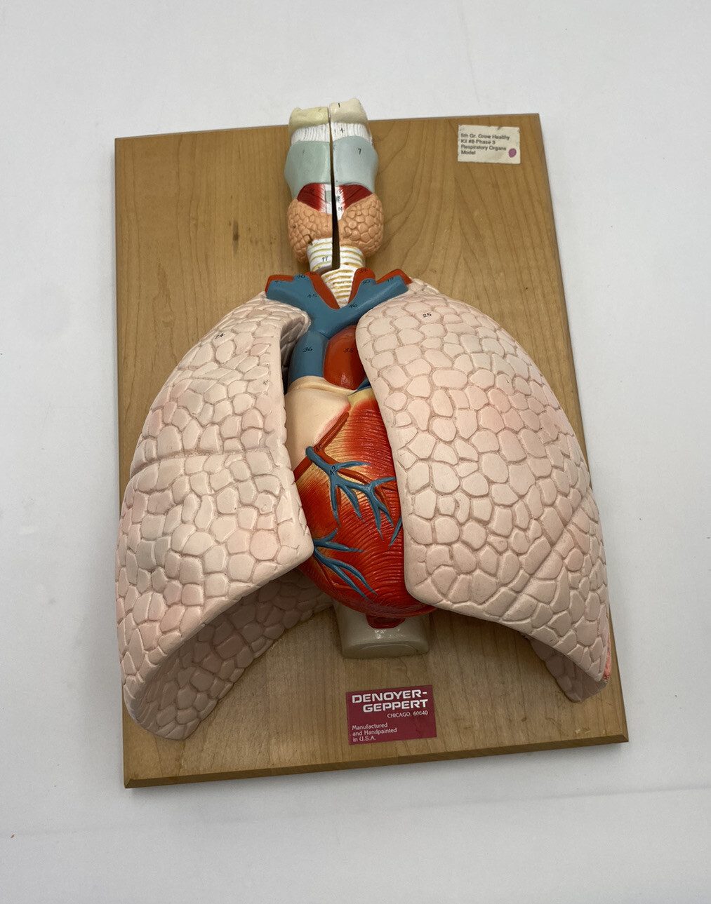 Denoyer Geppert 01792-00 CardioPulmonary Heart And Lungs Anatomical Model Lung