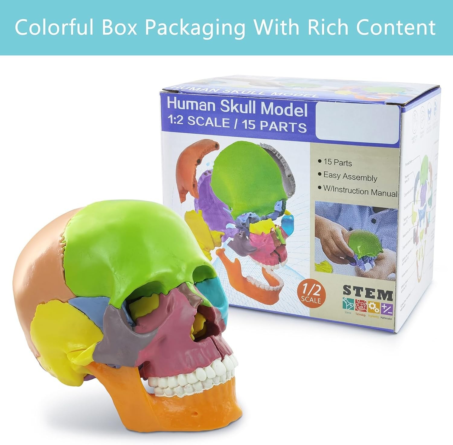 Colorful 15-Piece Human Skull Model for Educational & Medical Use