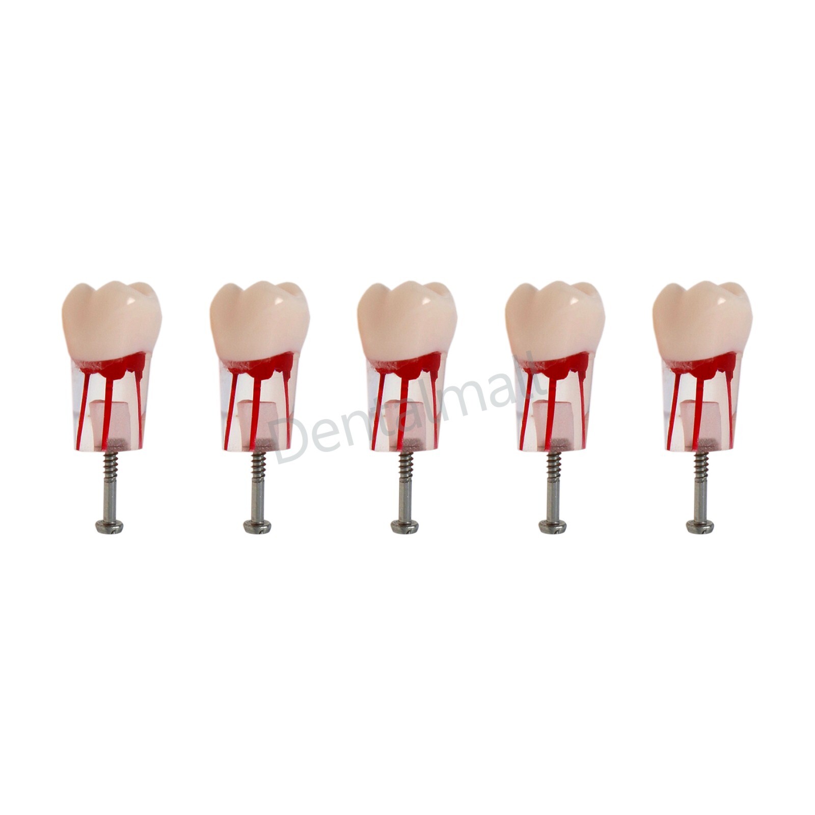 Dental Teeth Model Endo Root Canal Pulp Files Practise Blocks Fit NISSIN 200