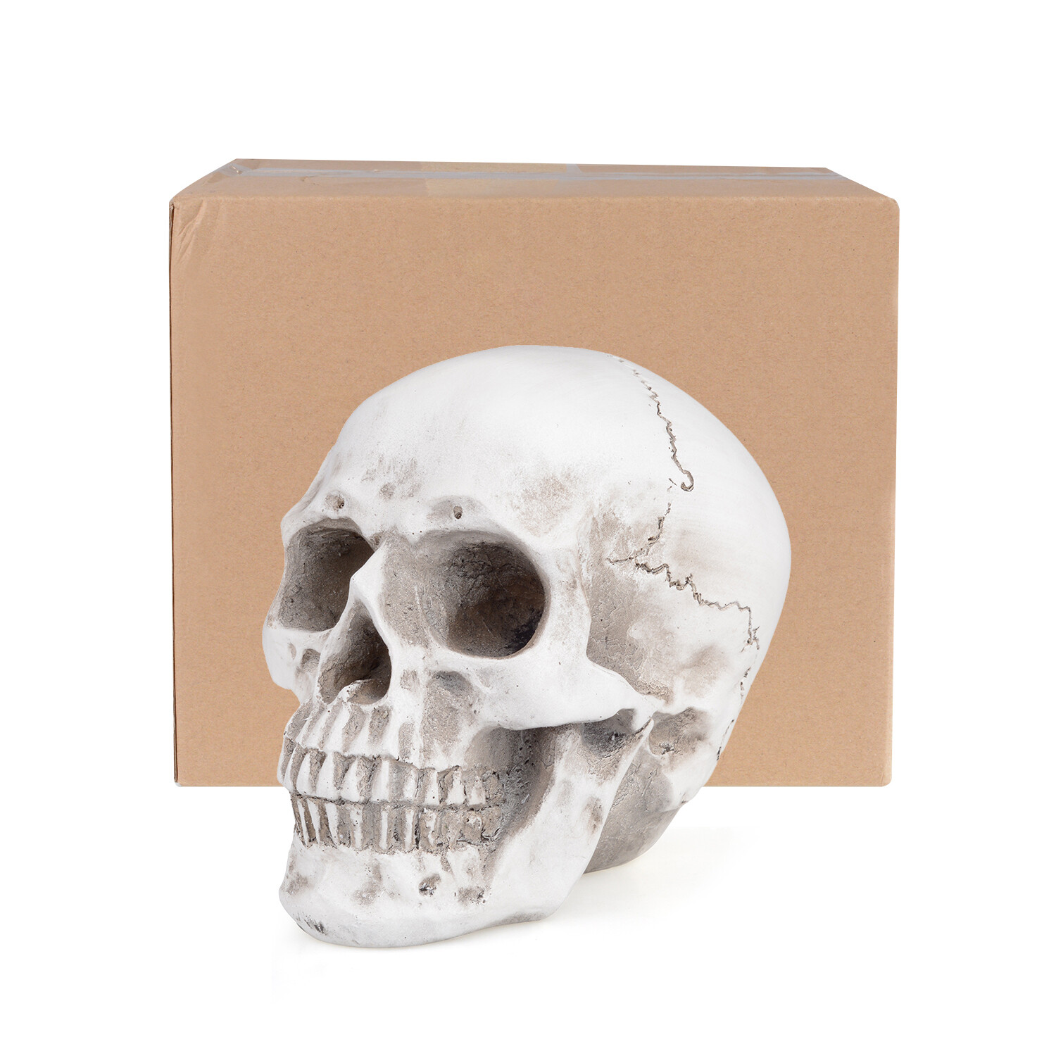Retro Human Skull Replica Resin Anatomical Model Medical Life Size Realistic 1:1