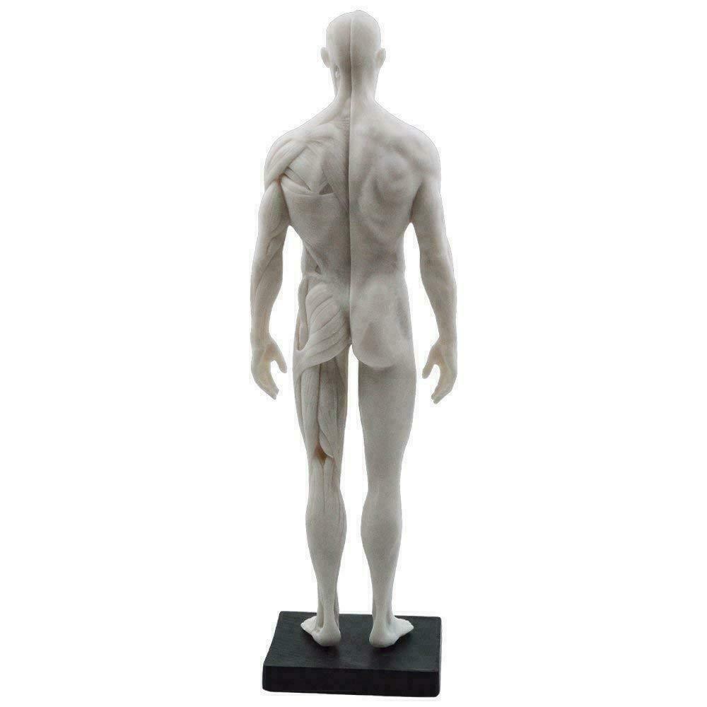 30cm Human Anatomical Model Art Anatomical Figure Male+Female White US STOCK