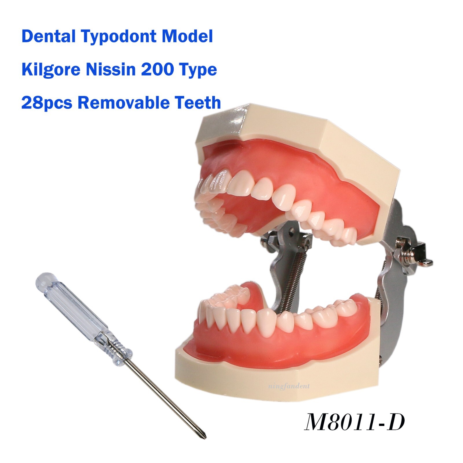 US Dental Typodont Study Detachable Model With Simulated Cheek And Mounting Pole