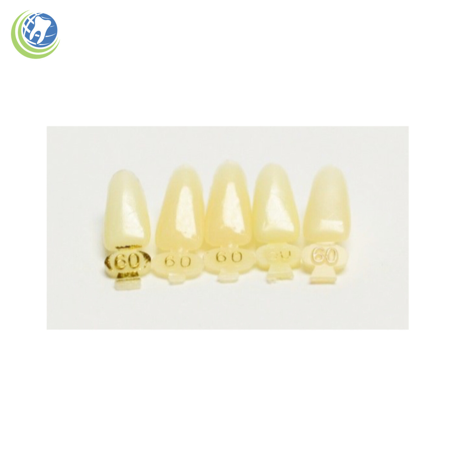 Tooth #23, 24, 25 or 26 Tooth Lower Anterior Long Polycarbonate Crown Cap Refill