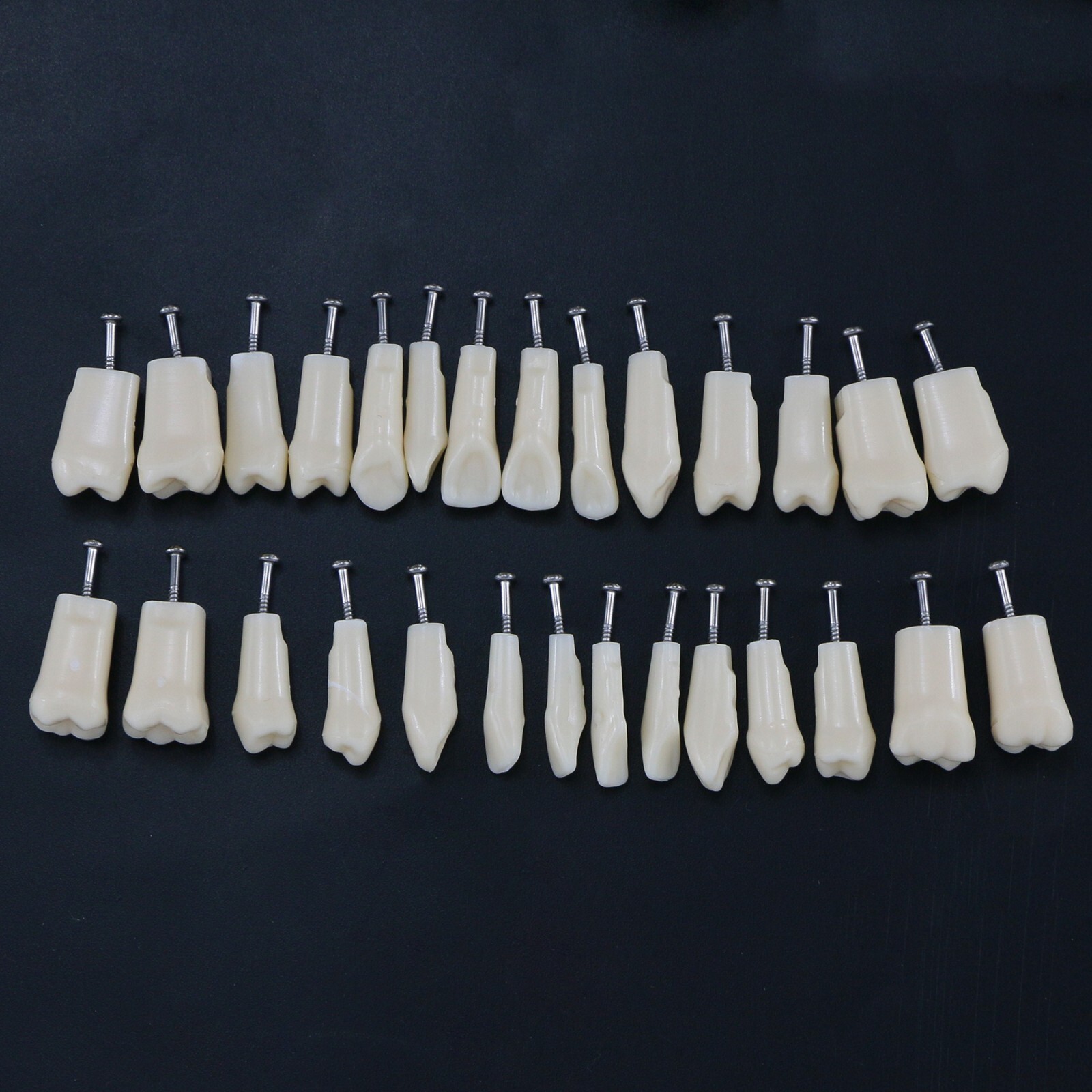 Dental Replacement Screw-in Teeth Typodont Model fit Kilgore NISSIN 200/500 Type